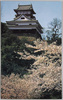 犬山城の桜花/Cherry Blossoms at Inuyama Castle image