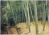 嵯峨野の竹藪/Bamboo Grove in Sagano image