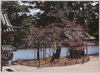 瑞巌寺　臥竜八房の梅/Garyūyatsubusa Plum Tree, Zuiganji Temple, image