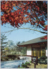 名古屋城二の丸の茶室より天守閣を望む/Nagoya Castle Main Tower Keep as Seen from the Ninomaru Tea House image