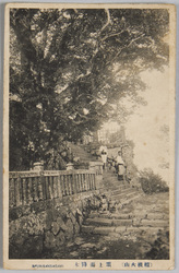 相模大山絵葉書頂上雨降木 / Picture Postcard of Mt. Ōyama, Sagami: Tree Wet in the Rain on the Summit image