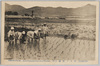 No.1 朝鮮人ノ田植/No. 1, Rice-Planting in Korea image