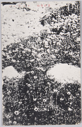 高山植物 / Picture Postcards of Alpine Plants image