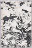 ウルツプソー/Lagotis Glauca Gaertn image