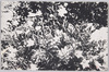 チシマギキョー/Oyobe Gikyo image