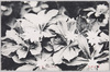 キヌガサ草/Paris Japonica image