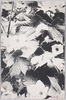 シラネアヲイ/Glaucidium Palmatum image