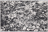 クロユリ/Kamchatka Fritillary image