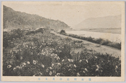 温泉附近の月見草(信州風景絵葉書) image