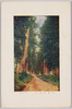 杉並木/Cedar Avenue in Nikkō image