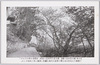 吉野蔵王堂附近の桜/Cherry Blossoms near Zaōdō Hall at Kinpusenji Temple in Yoshino image