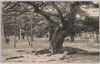 舞子公園/Maiko Park image