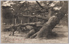 舞子公園根上り松/Neagarimatsu Pine Tree at Maiko Park image