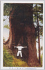 下湯嶋ノ大杉(甲州西山温泉及附近の名勝絵葉書)/Giant Cedar at Shimoyujima, Scenic Beauty Picture Postcards of Kōshū Nishiyama Onsen and Its Vicinity image