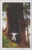 下湯嶋ノ大杉(甲州西山温泉及附近の名勝絵葉書)/Giant Cedar at Shimoyujima, Scenic Beauty Picture Postcards of Kōshū Nishiyama Onsen and Its Vicinity image