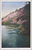 嵐山の桜/Cherry Blossoms in Arashiyama, Kyoto image