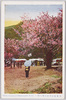 京都嵐山中島公園の桜/Cherry Blossoms at Nakajima Park in Arashiyama, Kyoto image
