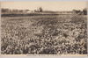 牧草栽培地ヨリ習志野牛舎遠望/Cattle Barn in Narashino as Seen from the Grazing Ground image