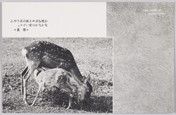 奈良公園の鹿 / Picture Postcards of Deer in Nara Park image