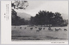 鹿も散歩が好きらしい/Deer Walking in Nara Park image