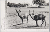 置物にしたいやうな可愛い風貌/Lovely Doll-Like Deer image