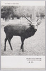 秋の牡鹿/Stag in the Fall image