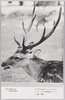 モダンボーイも顔負けする/Handsome Young Stag image