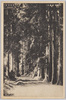 芦の湖畔　杉並木　他/Cedar Avenue by Lake Ashi, etc. image