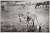 公園の群鹿/Deer at Nara Park image