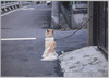 新東京 犬と猫 / Picture Postcards of New Tokyo 'Dogs and Cats' image