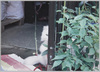 東京の猫/Cat in Tokyo image