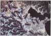 蜂の群れ/Swarm of Bees image