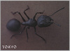 新東京 写真絵葉書 / Photo Postcards, New Tokyo image