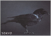 カラス/Crow image