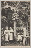 小笠原島のパパヤ/Papaya from Ogasawara Islands image