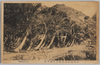 小笠原島父島袋澤の梛子林/Palm Trees at Fukurosawa on Chichijima Island, One of the Ogasawara Islands image