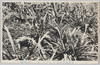 小笠原父島のパイアップル/Pineapples from Chichijima Island, One of the Ogasawara Islands image