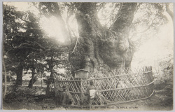 熱海来ノ宮の樟 / Camphor Tree at Kinomiya, Atami image