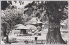 (外房名所)清澄山大杉(保護木)/(Famous Views of Sotobōshū) Ōsugi (Old Japanese Cedar and Protected Trees) on Mt. Kiyosumi image