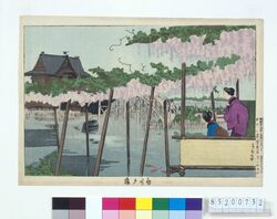 亀戸藤 / Wisteria at Kameido image