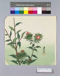 榛原聚玉堂版団扇絵 山薊 image