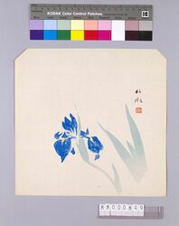 榛原聚玉堂版団扇絵 あやめ / Picture on Round Fan by Haibara Shūgyokudō: Iris image
