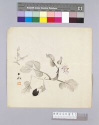 榛原聚玉堂版団扇絵 茄子 / Picture on Round Fan by Haibara Shūgyokudō: Egg Plant image