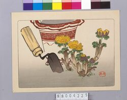 福寿草図 / Adonis Ramosa image