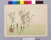 スギナ・つくし図/Horsetail and Horsetail Bud image