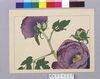ぼたん図/Peony image