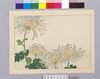 菊図/Chrysanthemum image