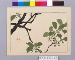 リンゴの花図 / Apple Blossom image