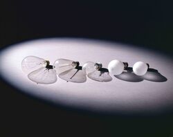 電球 / Light Bulb image