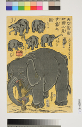 天竺馬爾国之産女象之図 / Illustration of a Female Elephant Born in Marka, India image